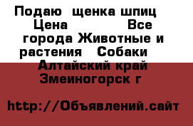 Подаю. щенка шпиц  › Цена ­ 27 000 - Все города Животные и растения » Собаки   . Алтайский край,Змеиногорск г.